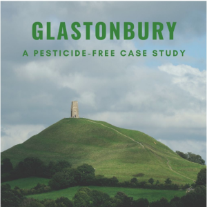 Combatting Japanese Knotweed in Glastonbury: Sustainable Solutions with Thermo-Electric Treatment