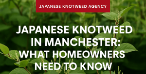 Japanese Knotweed in Manchester